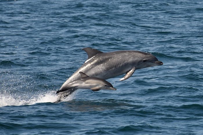 TEN DOLPHINS FACTS YOU PROBABLY DID NOT KNOW