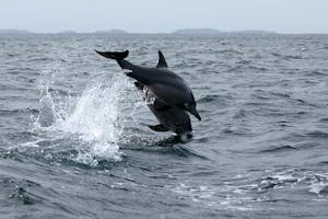 dolphin watch