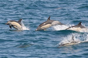 the voyager dolphin watch tour