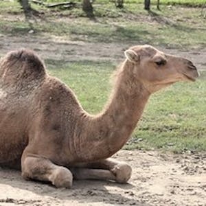 a camel lying in the grass
