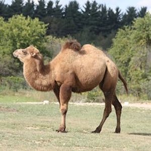 a camel walking in the grass
