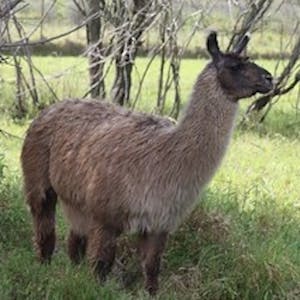 a llama in a field