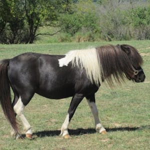 a brown horse standing on top of a grass covered field