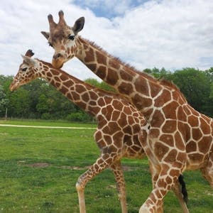 a giraffe standing in a field