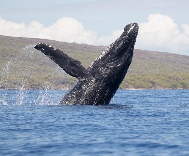 Quicksilver Maui | Whale Watching and Snorkeling in South Maui HI