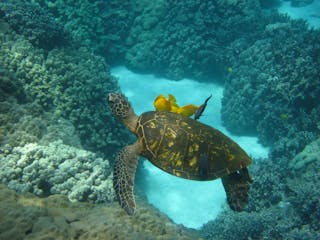 Sea turtles Big Island