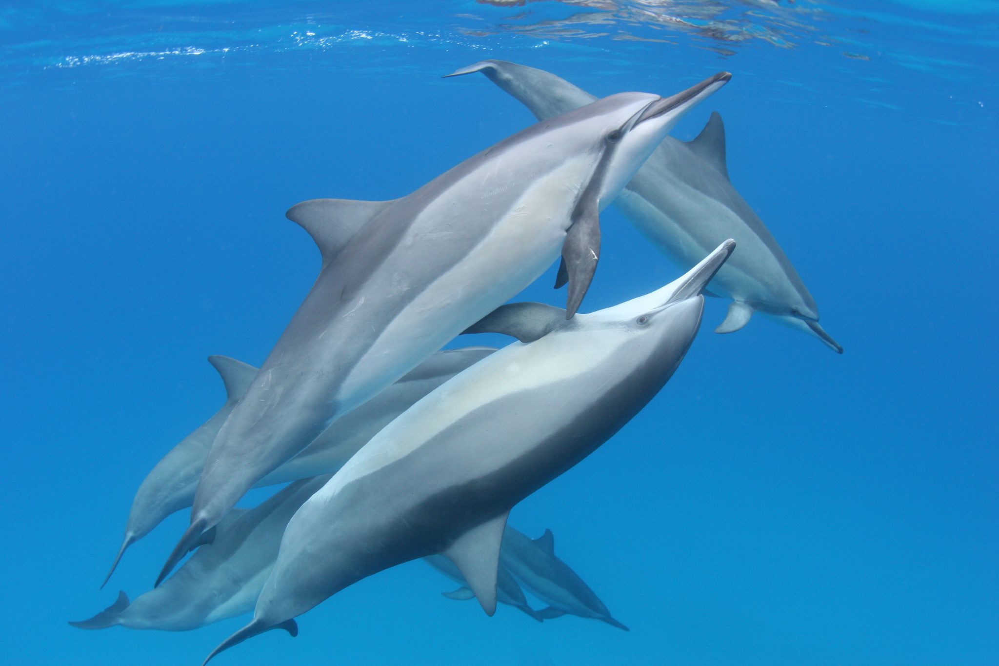 About Hawaiian Spinner Dolphins | Dolphin Discoveries