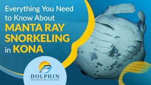 Manta Ray Snorkeling in Kona