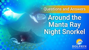 Questions and Answers Around the Manta Ray Night Snorkel