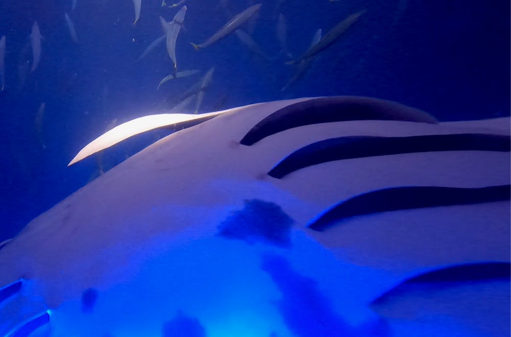 How to Find Your Perfect Night Manta Ray Snorkeling Tour