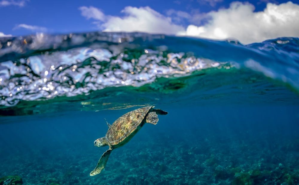 Your Holidays in Lord Howe Island | Reef N Beyond Eco Tours