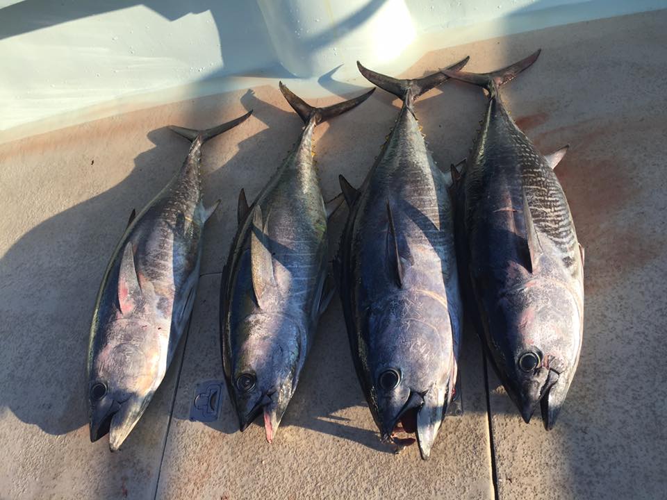 Viking FiveStar- Tuna Season Is Here! | Viking Fleet Fishing Report