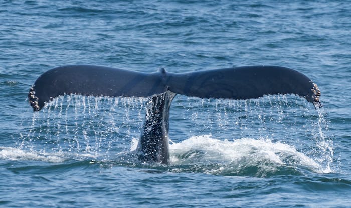 Wed July 31- Whale Watching | Viking Fleet Fishing Report