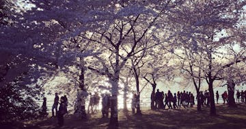 Cherry blossom trees virtual tour on Google Earth