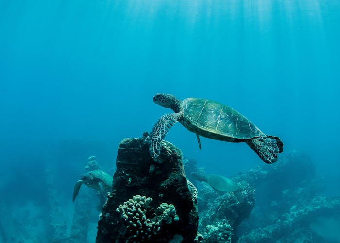 Turtle Town Maui Snorkeling at Molokini Crater | Malolo Molokini