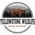Yellowstone Wildlife Guide Company
