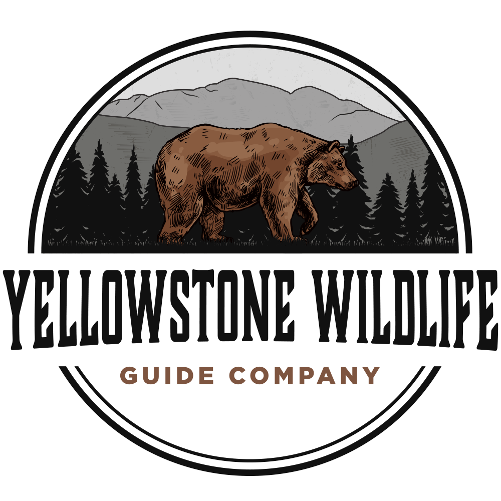 Yellowstone WildlIfe Guide Company | Tours in Gardiner, Montana