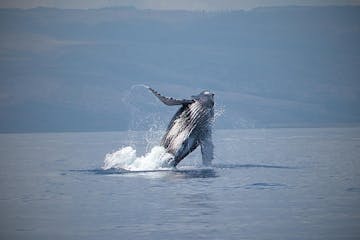 a whale jumping out of a body of water