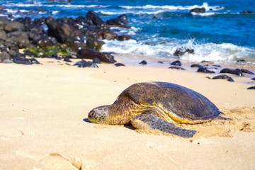 a turtle lying on a sandy beach