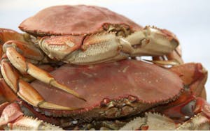 a crab on a table