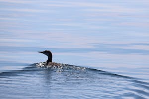 Loon swimming in the bay of fundy