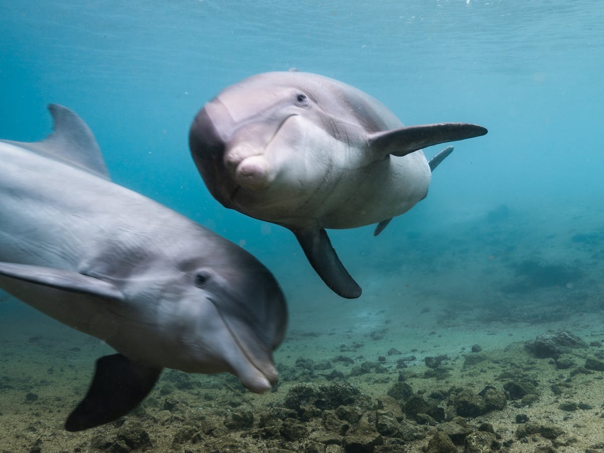 Dolphins swimming under the sea.