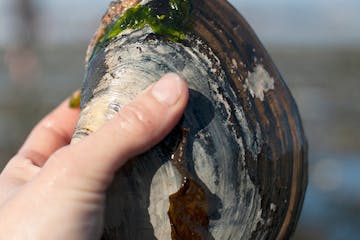 a hand holding a horse clam