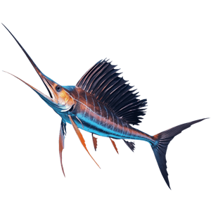 sailfish realistic 3D