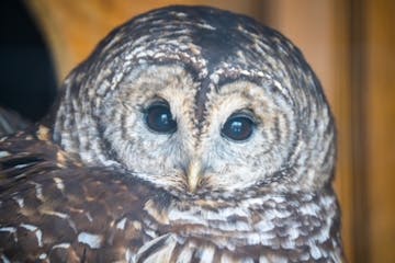 a close up of an owl