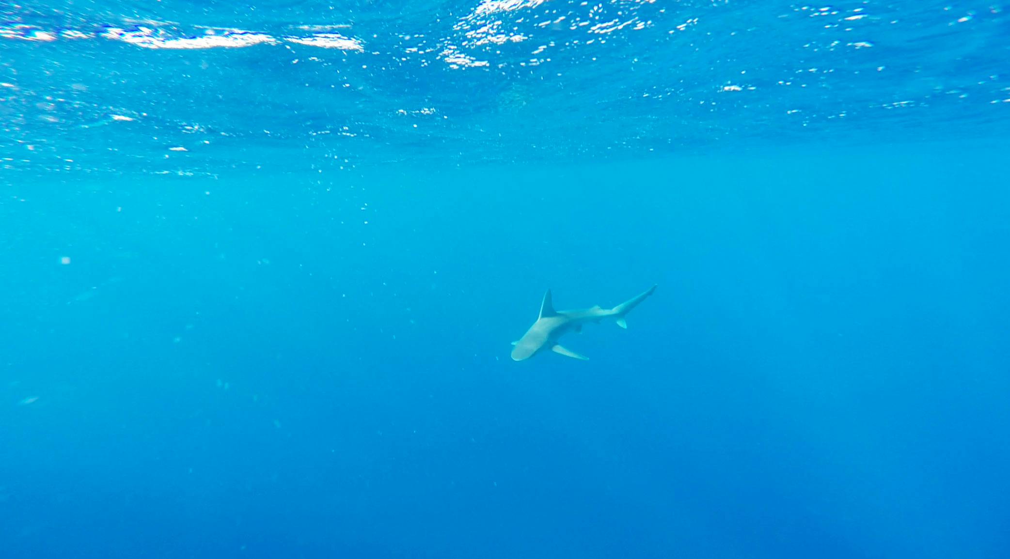 a shark swimming in blue water