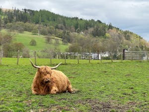 a brown and white cow lying on top of a lush green field