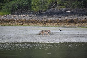 a dog drinking water from the river