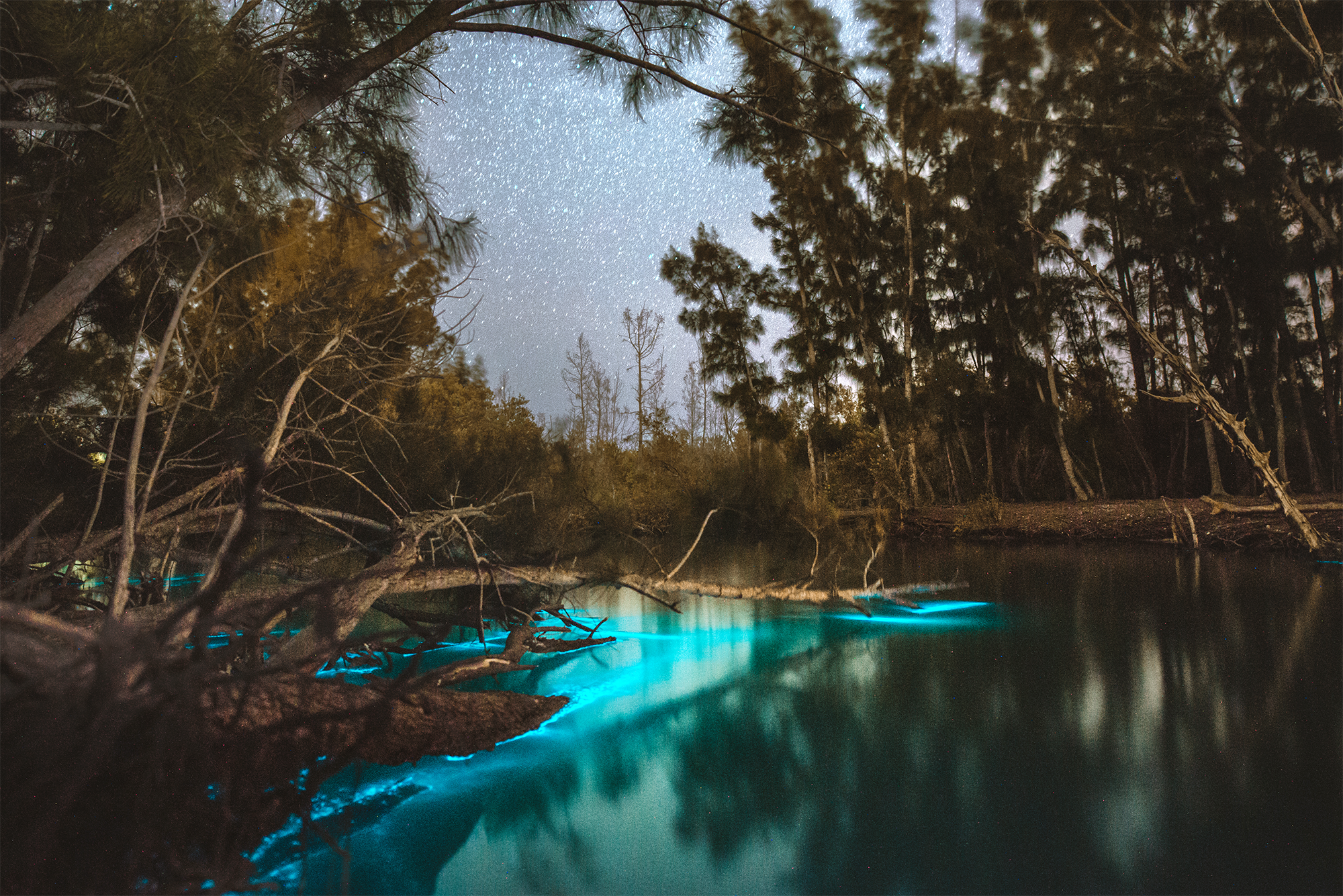 Titusville Bioluminescence Clear Kayaking Tour | Bioluminescence In Florida