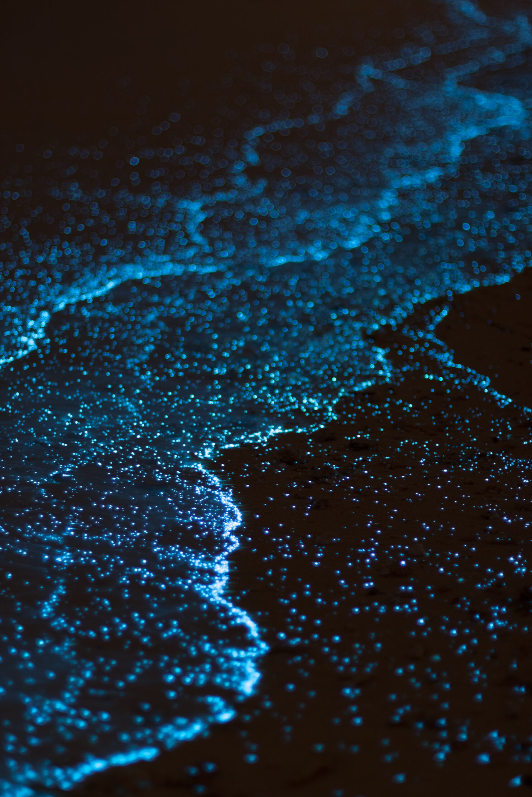 Bioluminescence In Florida | Bioluminescence Kayaking In Florida