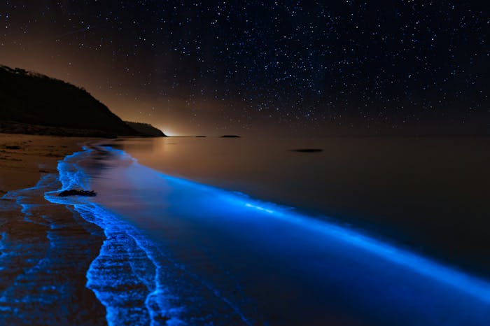 About Bioluminescence | Bioluminescence in Florida