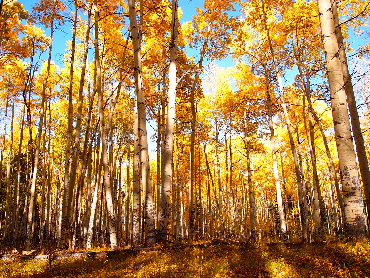 1000 Aspen Tree Pictures  Download Free Images on Unsplash