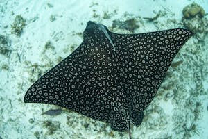 a spotted eagle ray swimming under water