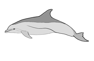 sketch of bottlenose dolphin