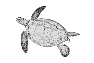 sketch of green sea turtle
