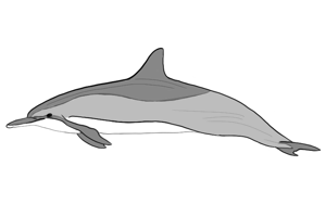 sketch of spinner dolphin