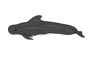sketch of pilot whale