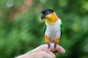 a colorful bird perched on a hand