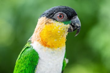 a closeup of a colorful bird