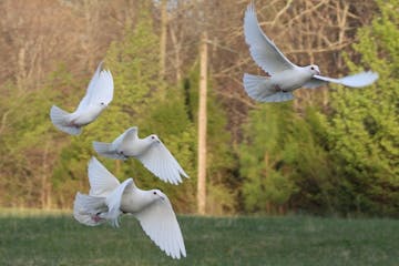 a flock of doves flying over a field