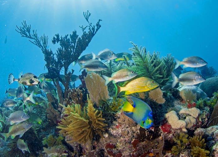 Islamorada Dive Center 