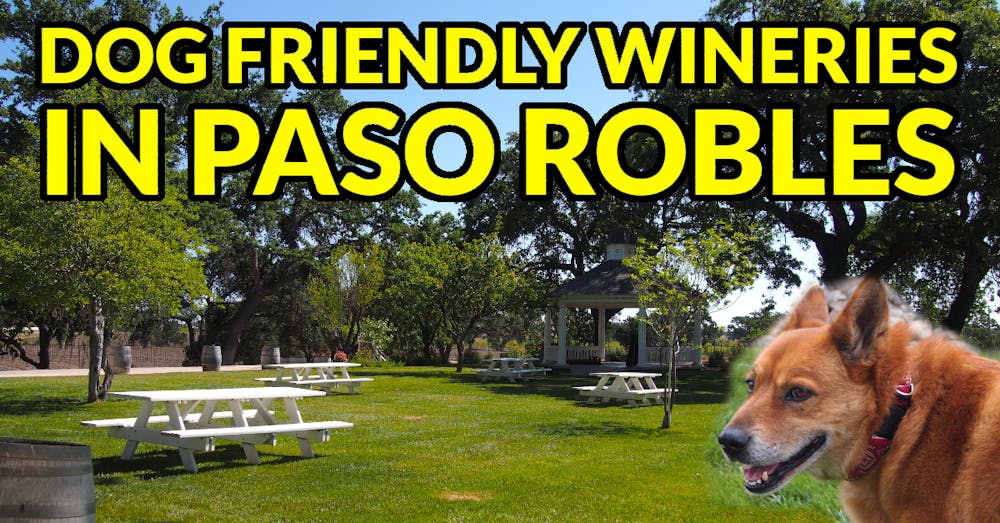 a dog that is standing in the grass at a paso robles winery