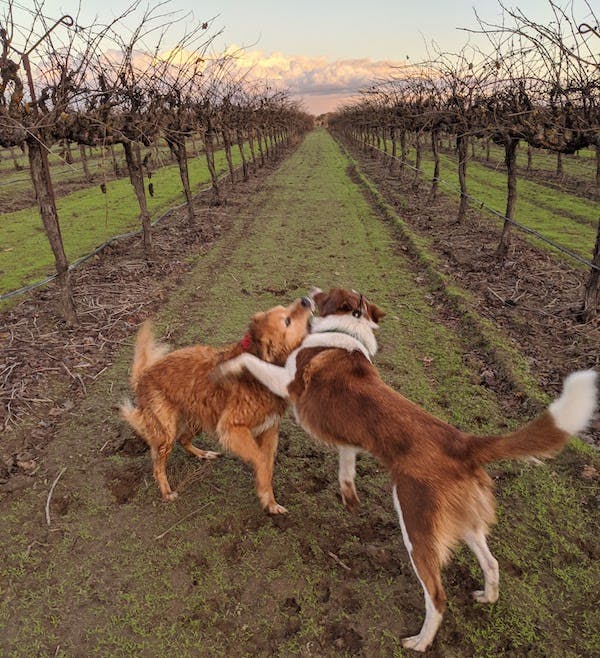 Margie-And-Riley-Enjoying-Dog-Friendly-Heritage-Oak-Winery