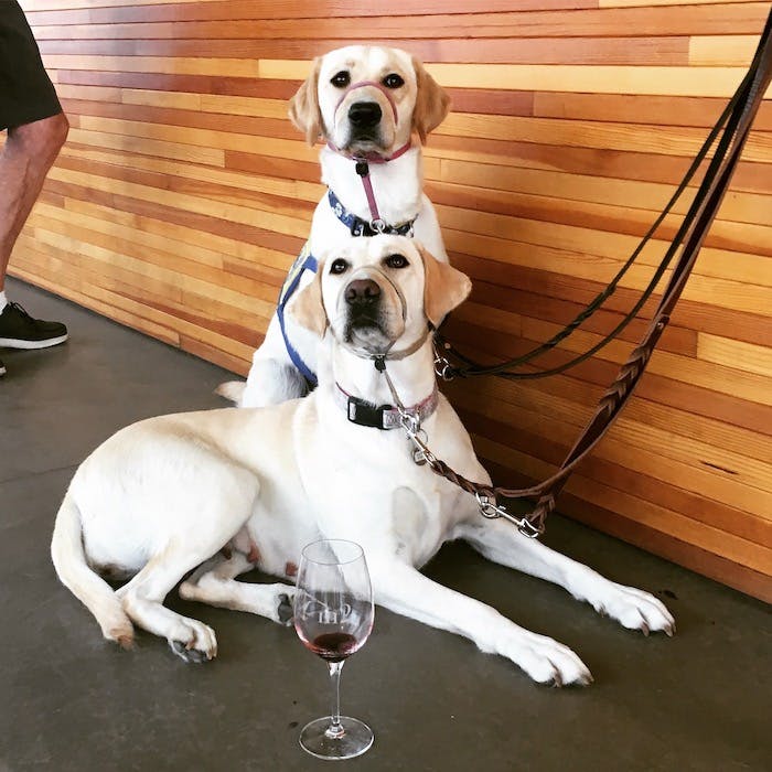 Dog-Friendly-Sonoma-Wineries-Northern-California