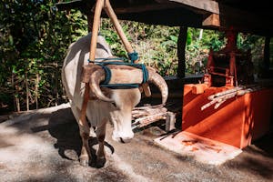 ox in the trapiche, cultural tour