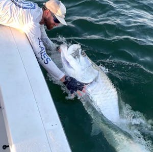 Capt. CJ with a majestic Tarpon along the boat during a successful Tarpon adventure from Endless Summer Charters